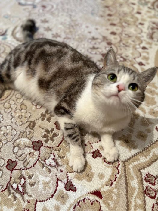 Отдам в хорошие руки