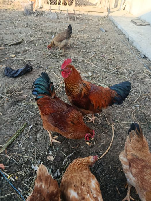 Обмен Петух Кученские Юбилейный