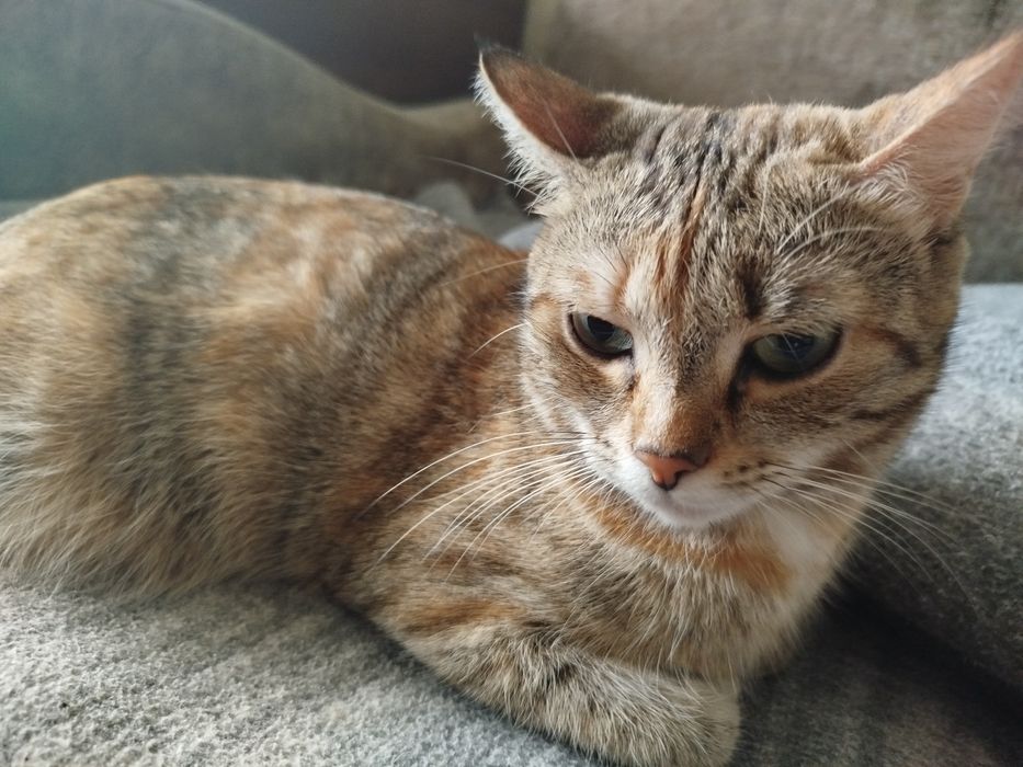 Отдам кошечку хороший мышелов