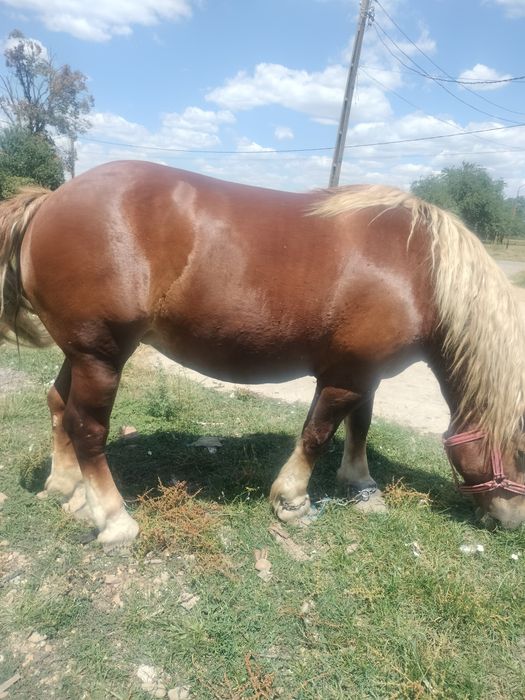 Vând iapă 5 ani, preț 5200 euro