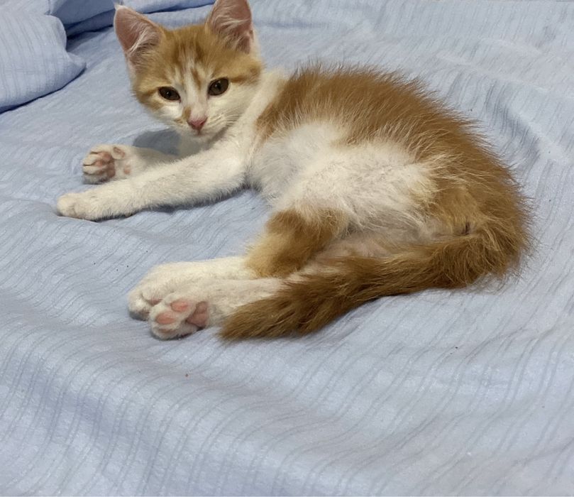 Крошечный котёнок