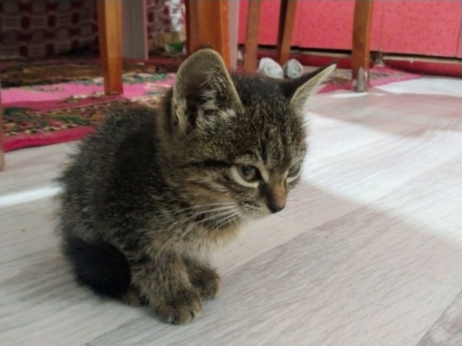 Здоровый милый котик в добрые руки