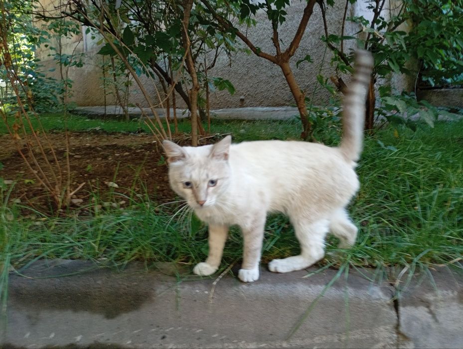 Нашёлся милый  котик