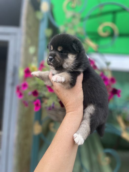 Замечательные щенки японской сибы