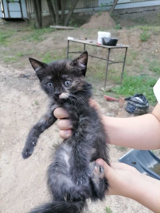 Отдам котят даром.