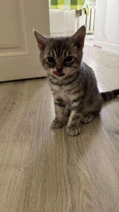 Продам котенка породистая