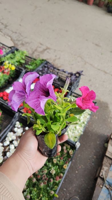 Садовник благоустройство ландшафт богбон газон посадка арча ёлка стрич