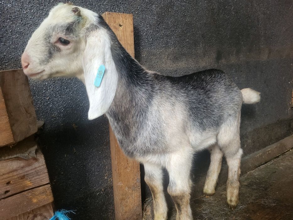 Tap de prasila de tinut