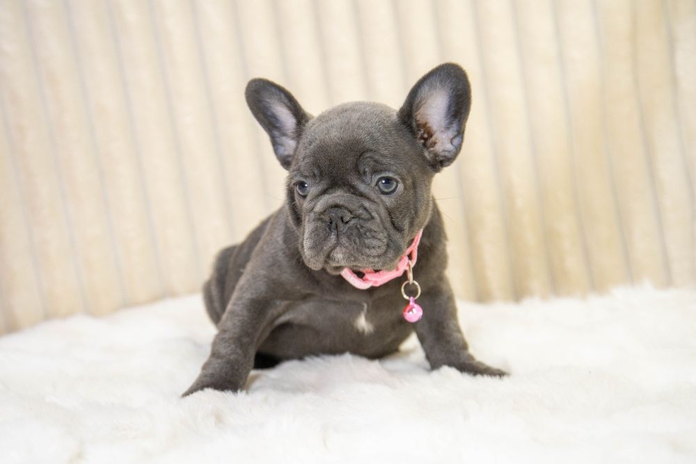 bulldog francez blue