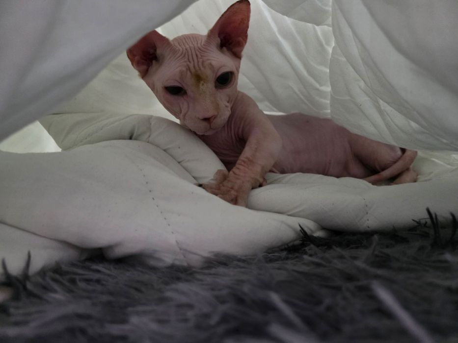 Сфинкс кошка