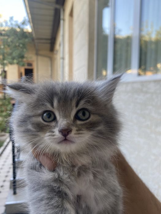 Кошка продоётся