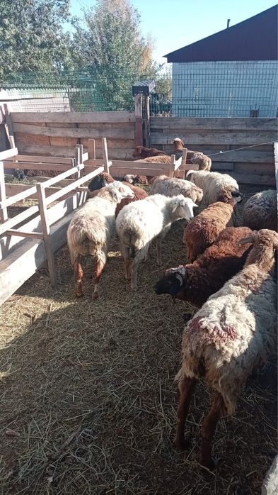 Продам баранов, цена договорная