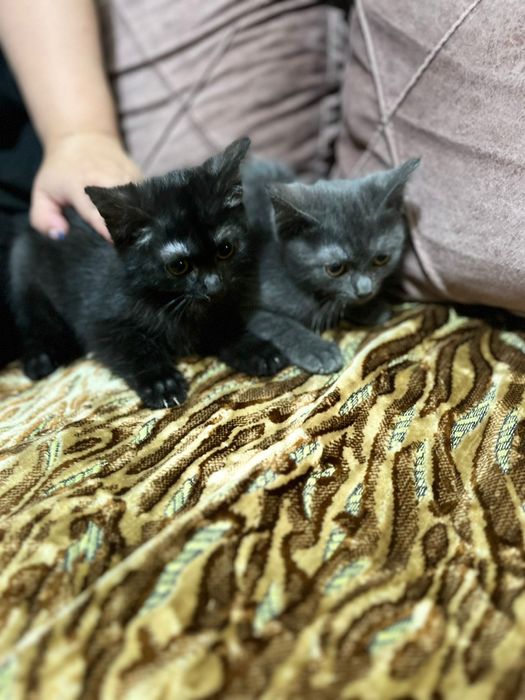 Отдам котят в добрые руки