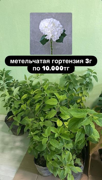 Гортензия 3х-летние метельчетая