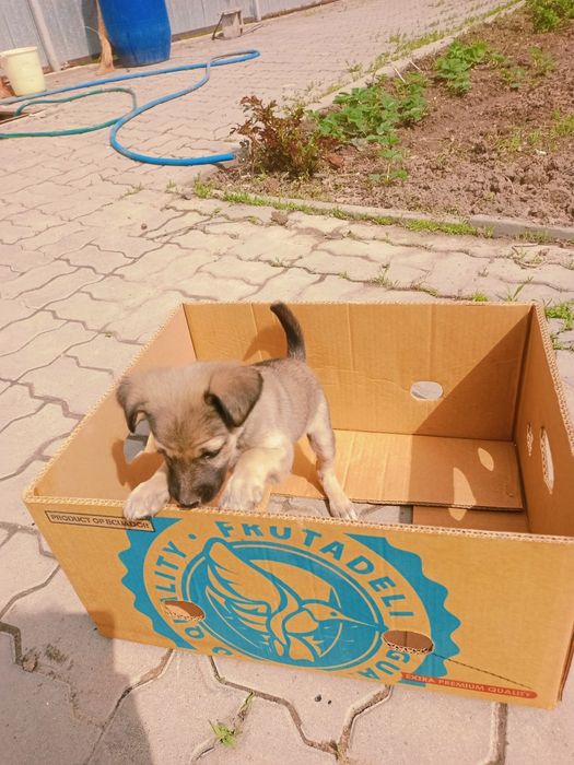 Отдам щеночка в хорошие руки