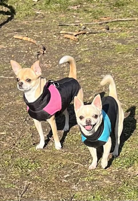 Продавам ЧихуаХуа