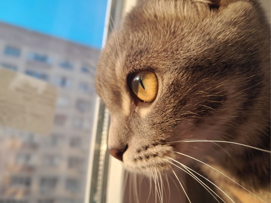 Кошка, шотланская вислоухая