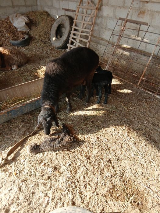 учта тукан куй  иккинчи корин тугиши