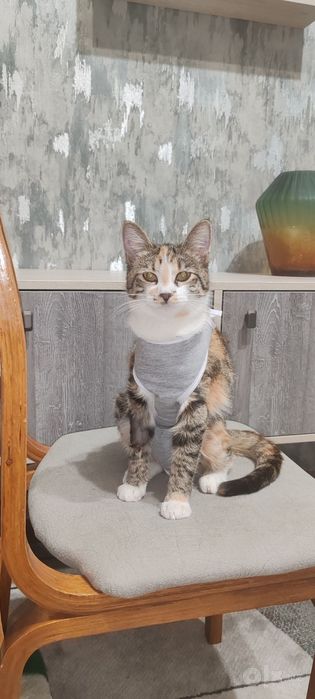 Отдам в хорошие и ответственные руки