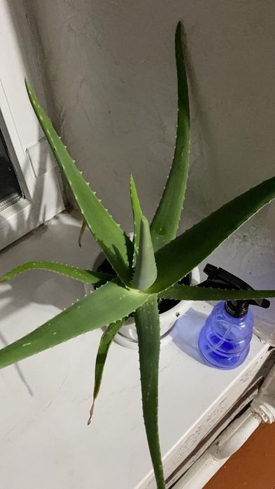 Продам АЛОЭ Вера, 3 года
