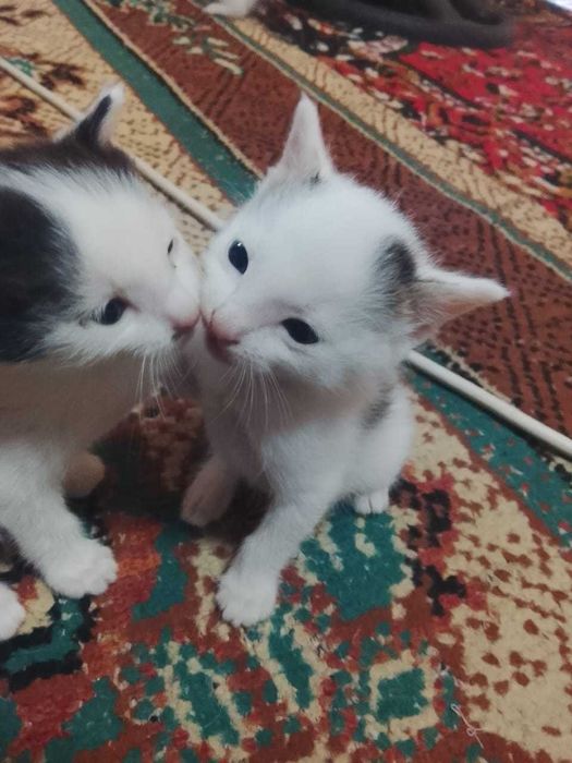 Отдам даром рукам котят