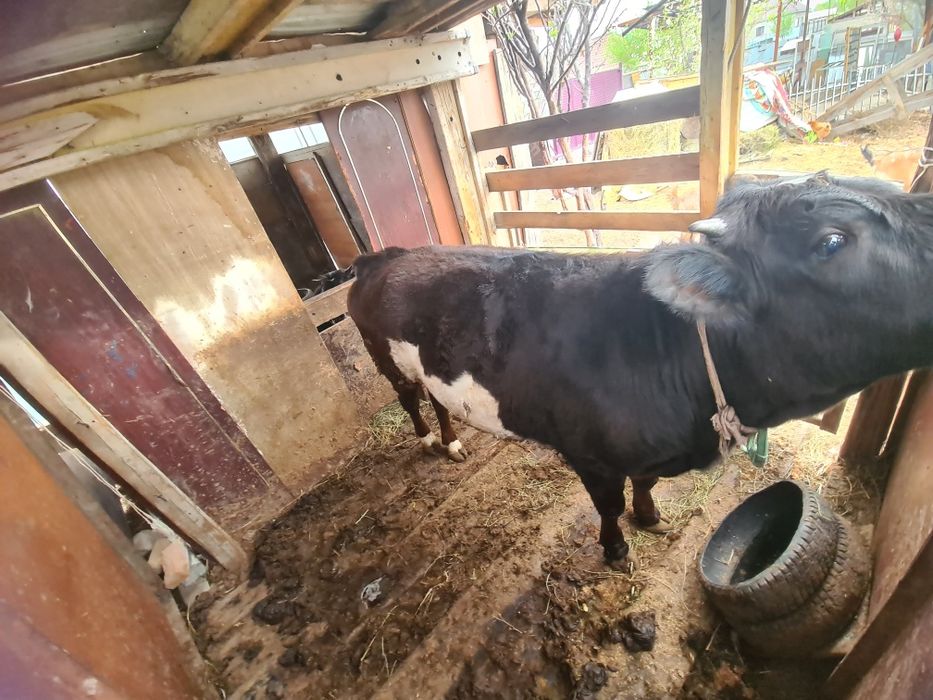 Бұқа  тайынша семіз тез арада