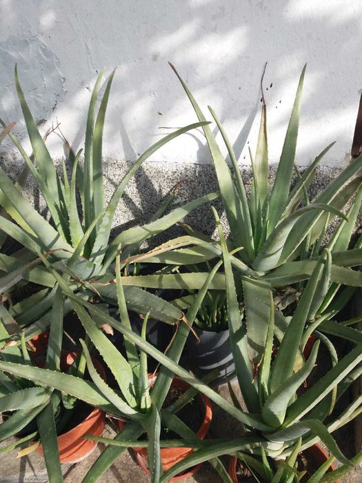 Алое Барбаденсис