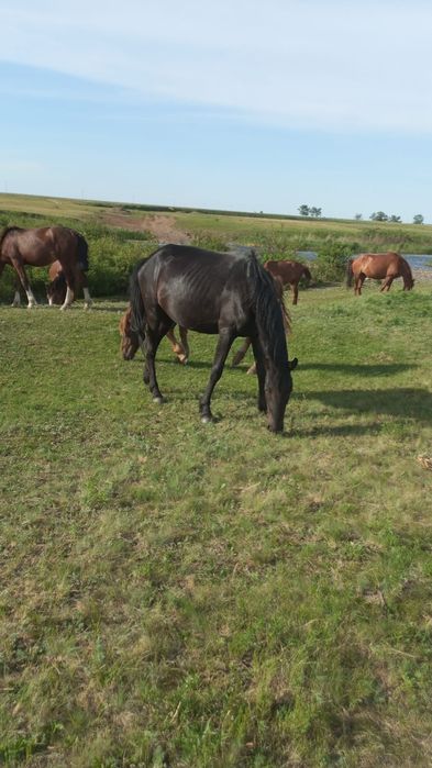 Кобыла цена  500тыс