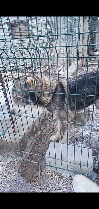 Ұрғашы линиясы бар ит сатылады