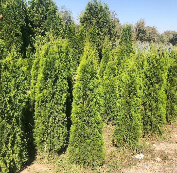 Саженцы көшеттер барлығы бар