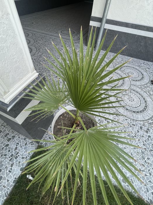 Вашенгтония домашнее ростение