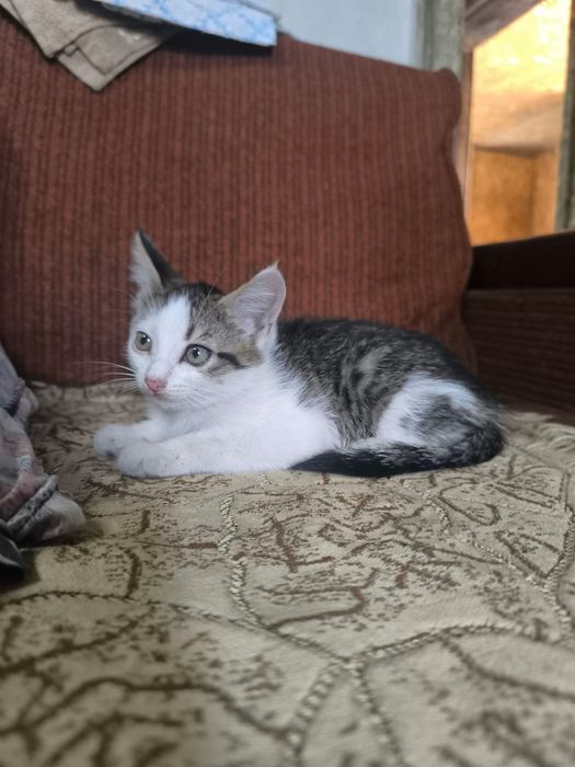 Отдам котят в хорошие руки