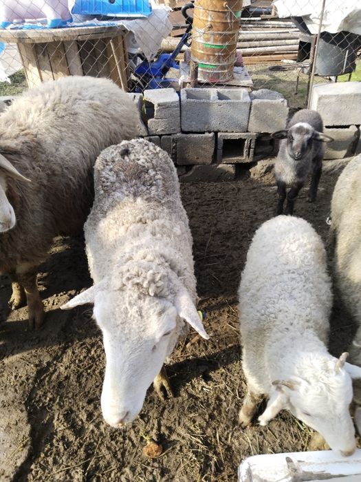 Продам трёх маток с ягнатами домашних.