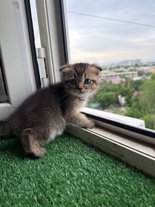Продаются породистый котенок
