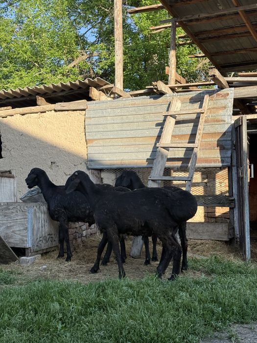 Гесар қошқар жасына енді толады