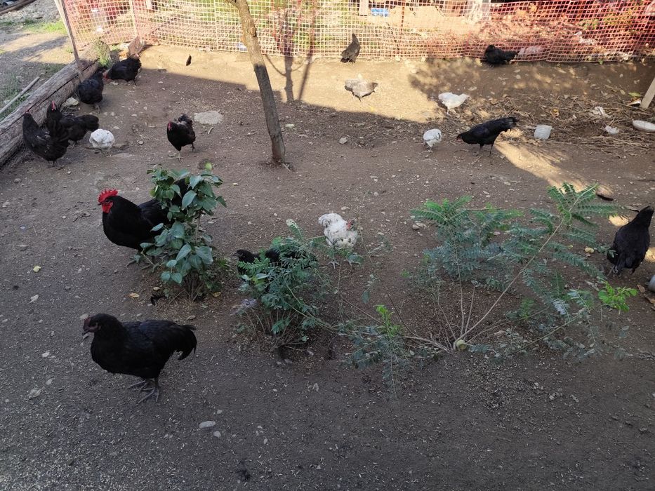 Vând găini Australorp