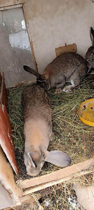 Продам кролик мальчики и девочки