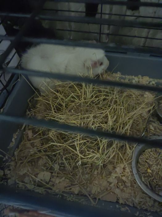 Продам морскую свинку с клеткой