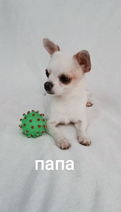 Мини малышка щенок