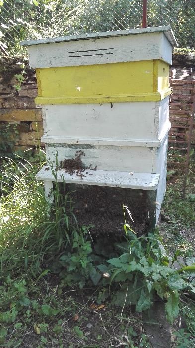 Пчелен мед/Мед перфектен, манов мед