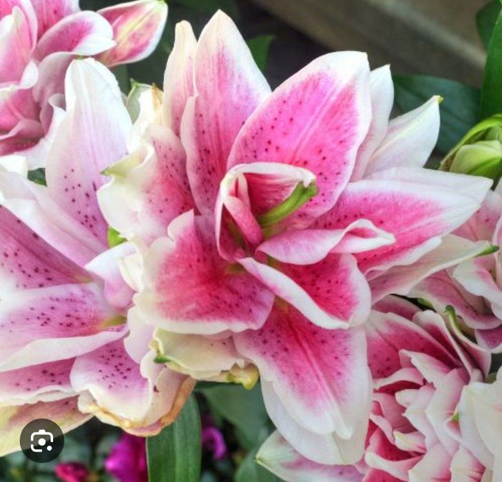 Махровые лилии Roselily