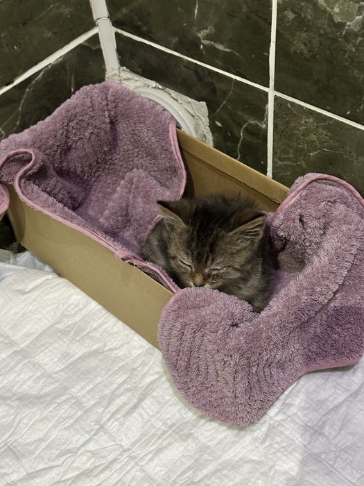 Отдадим в хорошие руки котенка