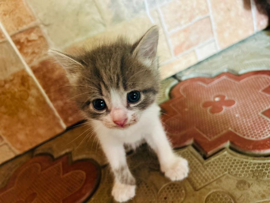 Отдам котят в хорошие в добрые руки