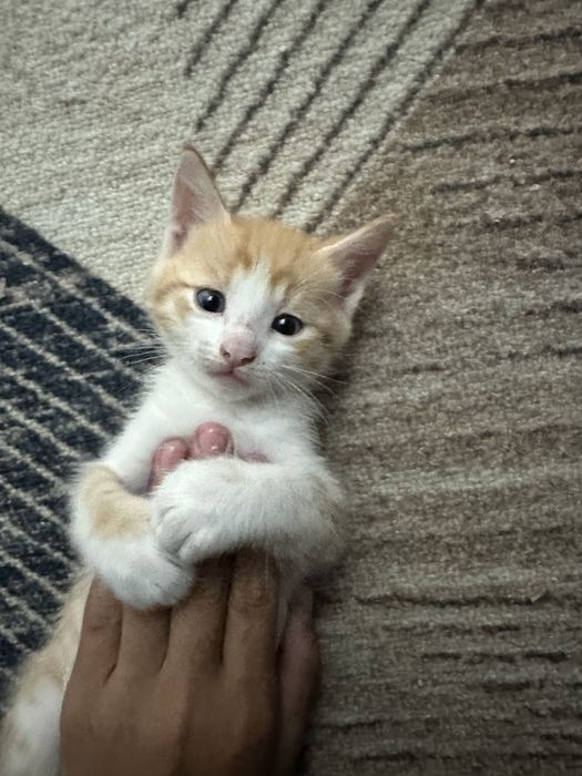 Котята бесплатно