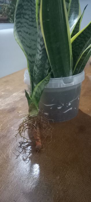 Цветы без горшков сансевиерия