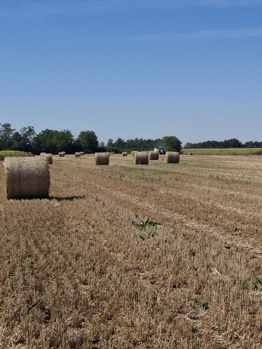 Vând baloți de paie 1,25