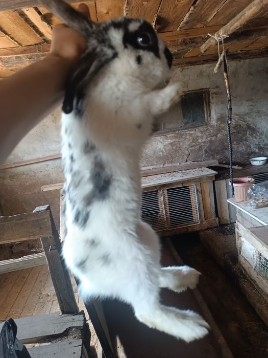 Кролики от 1 месец до 7месец