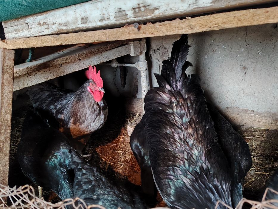 Joydori tovuqlar tezda sotiladi