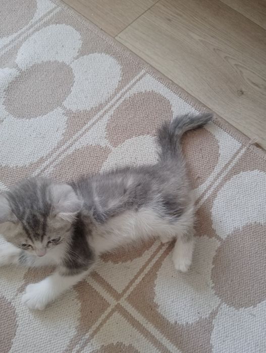 Шотланский котенок
