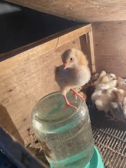 Балапандар цыпляти